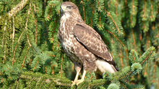 Mäusebussard (4).jpg